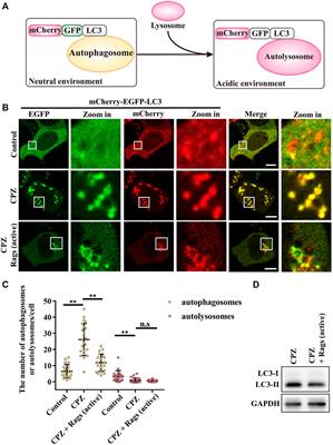 Chlorpromazine affects autophagy in association with altered Rag GTPase–mTORC1–TFEB signaling
